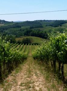 Tuscanvineyard